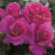 Rose Pretty Lady C600