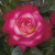 Rose Dick Clark C600