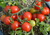 Tomato Tumbler Hanging Basket