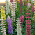 Lupine Gallery Mix