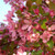 Crabapple Flowering Pink Spires
