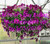 Pansy Cool Wave Raspberry Hanging Basket **MOTHER'S DAY RELEASE**