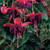 Fuchsia Hang Dollar Princess Hanging Basket