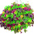 Flower Bomb Combo Hanging Basket **MOTHER'S DAY RELEASE**
