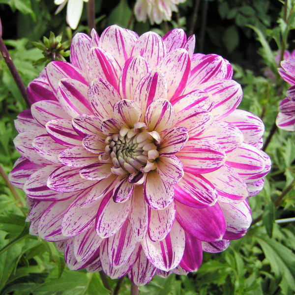 Dahlia Smokey Purple