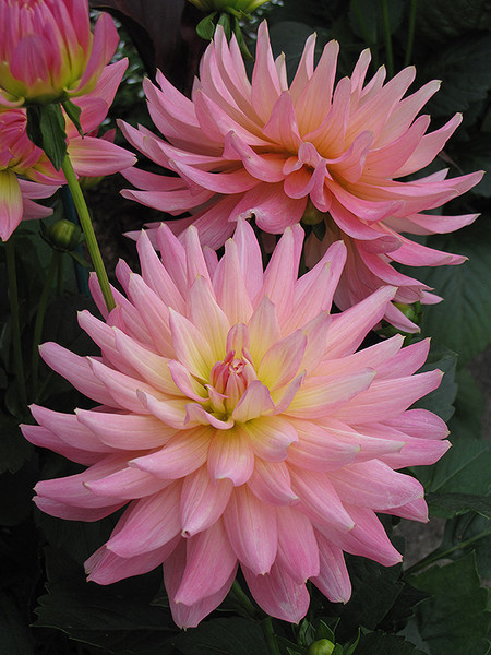 Dahlia Christine