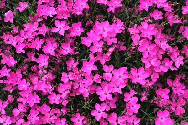 Dianthus Kahori Pink