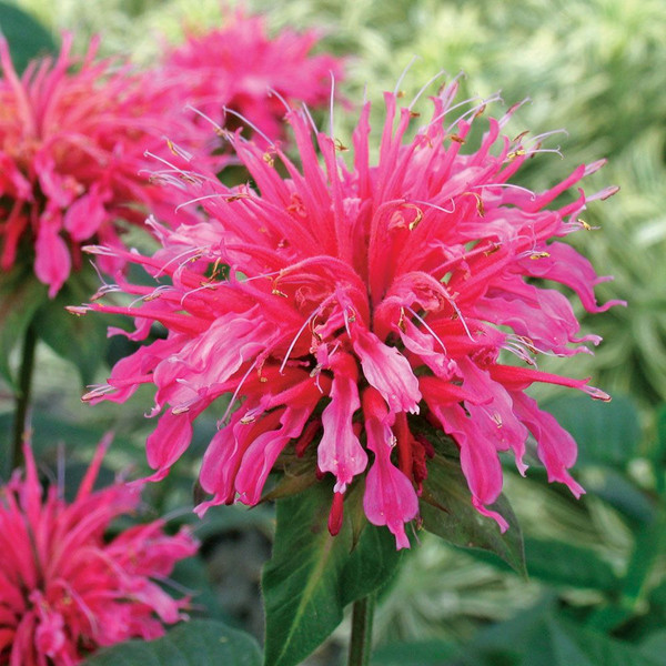 Monarda Coral Reef