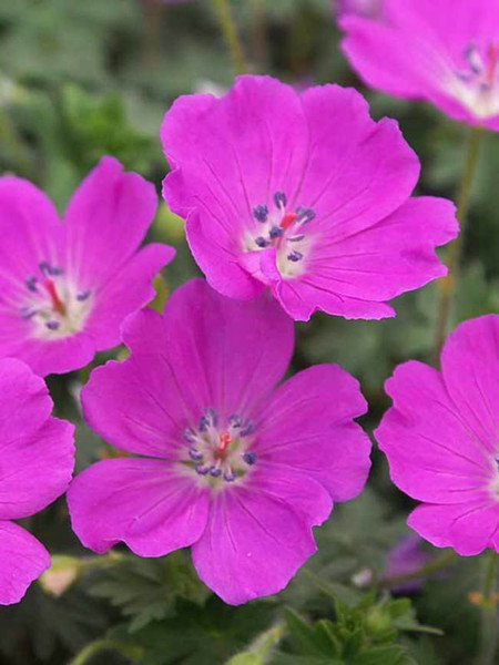 Geranium Max Frei