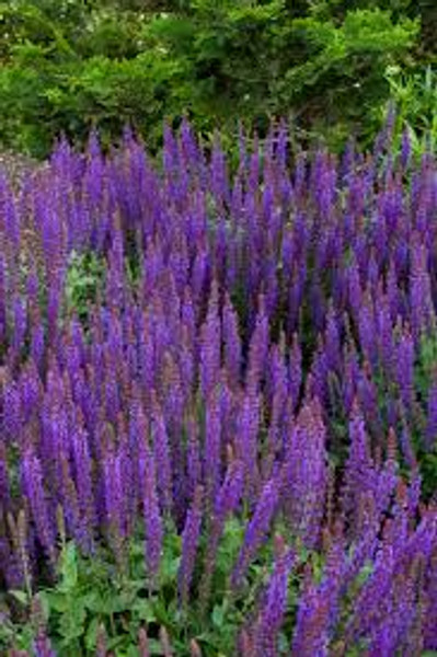 Salvia East Friesland