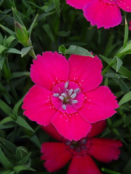 Dianthus Zing Rose Maiden Pink