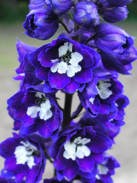 Delphinium Magic Fountain Dark Blue/White Bee