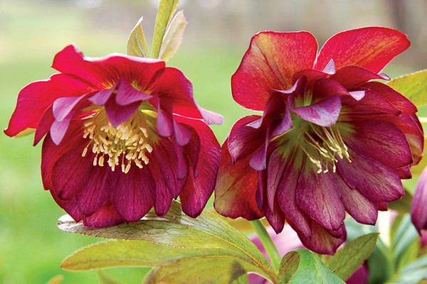 Hellebore Berry Swirl