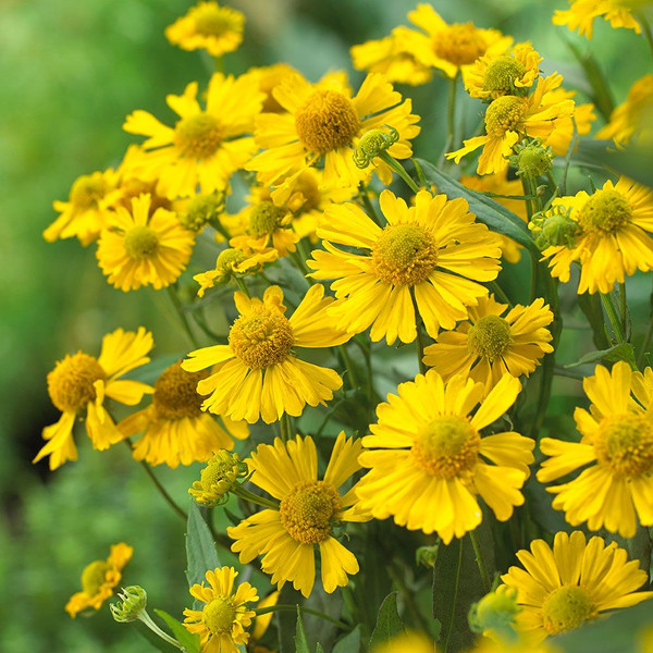 Helenium Mariachi Sombrero