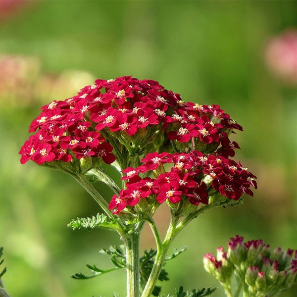 Achillea Millefolium New Vintage Red