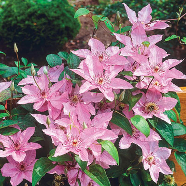 Clematis Hagley Hybrid