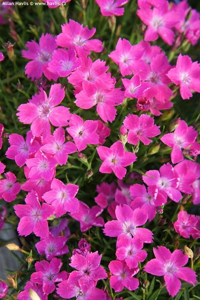 Dianthus Hybrid Beauties Kahori Pink