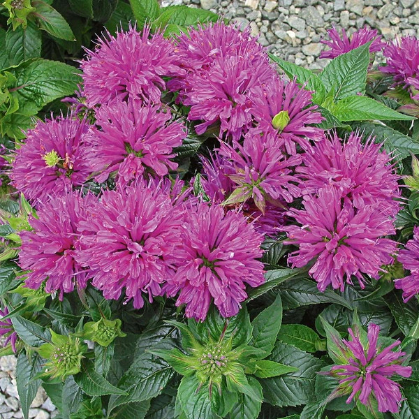 Monarda "Grand Parade"