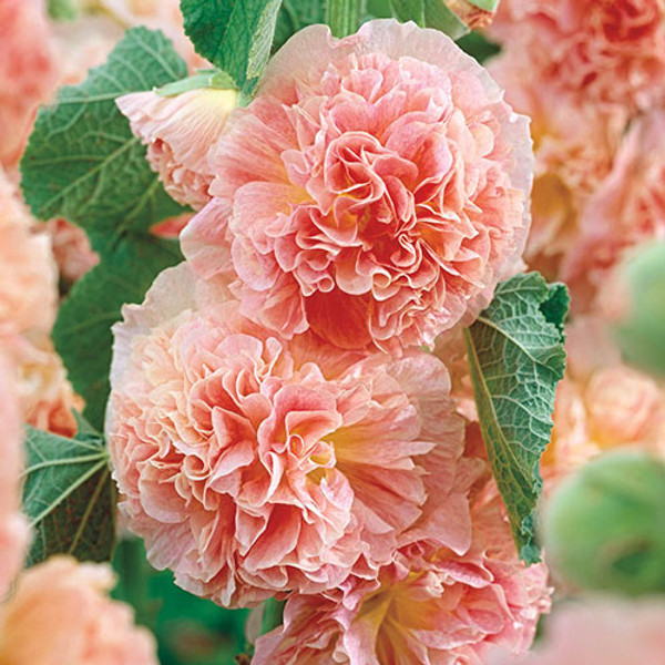 Hollyhock Peaches N' Dreams