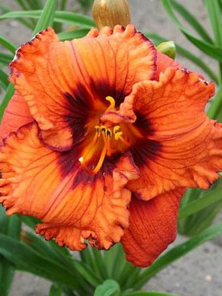 Hemerocallis Blaze of Glory