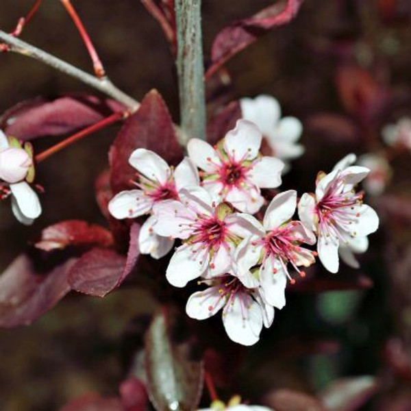 Sand Cherry