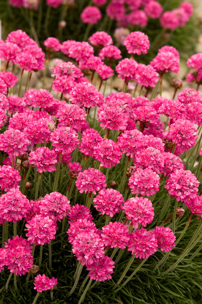 Armeria Maritima "Splendens"