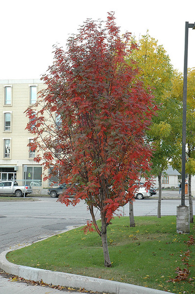 Mountain Ash Russian