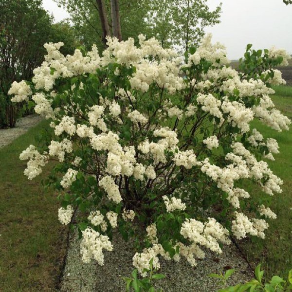 Lilac Mount Baker