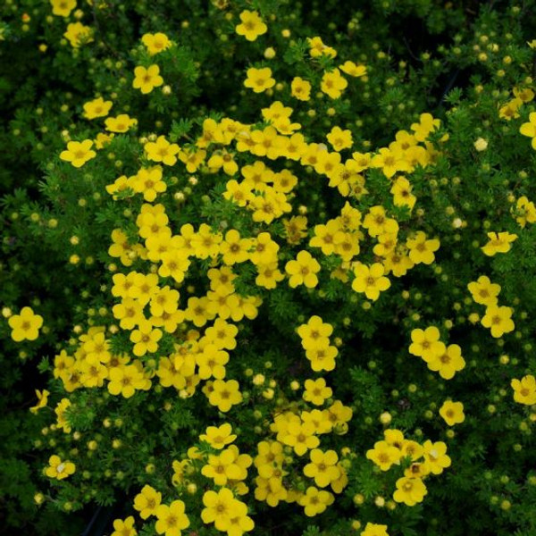 Potentilla Gold Drop