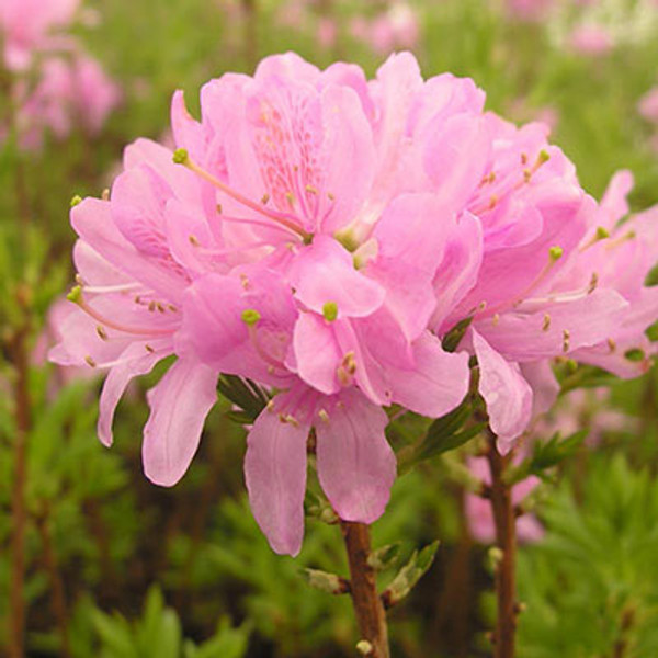 Azalea Western Lights