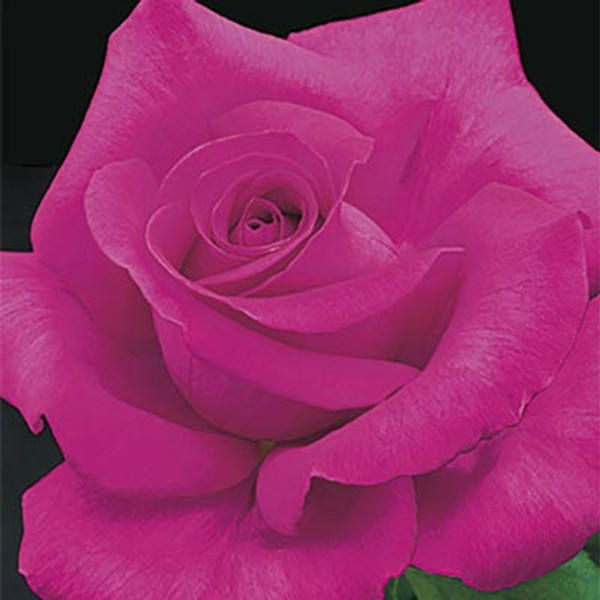 Rose All My Loving C600