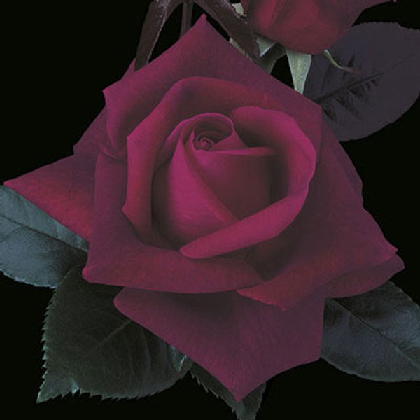 Rose Lasting Love C600