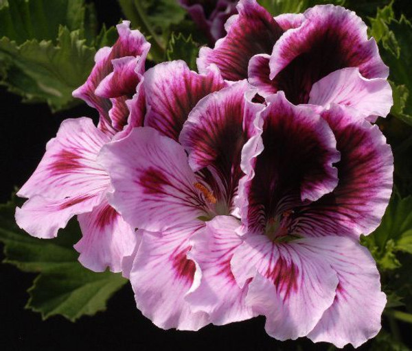 Martha Washington Geranium Cotton Candy