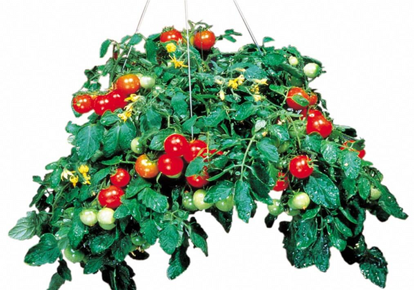 Tomato Tumbler Hanging Basket