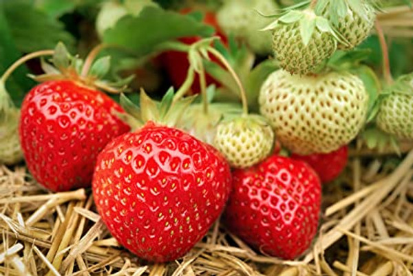 Strawberries - Bareroot Honeoye 15/Bundle