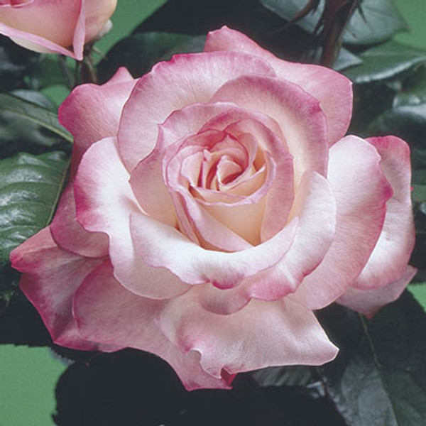 Rose Secret C1000