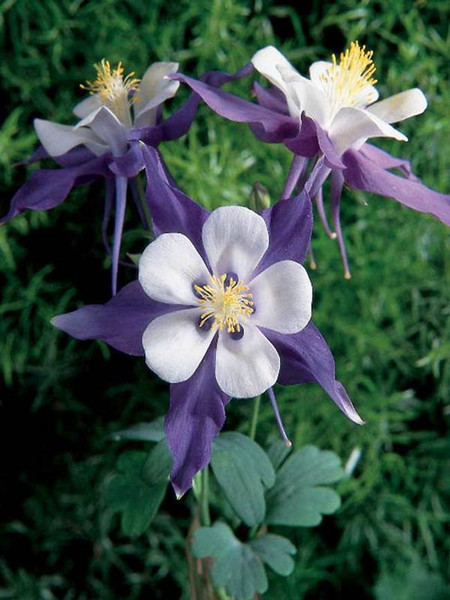 Aquilegia Swan Violet & White