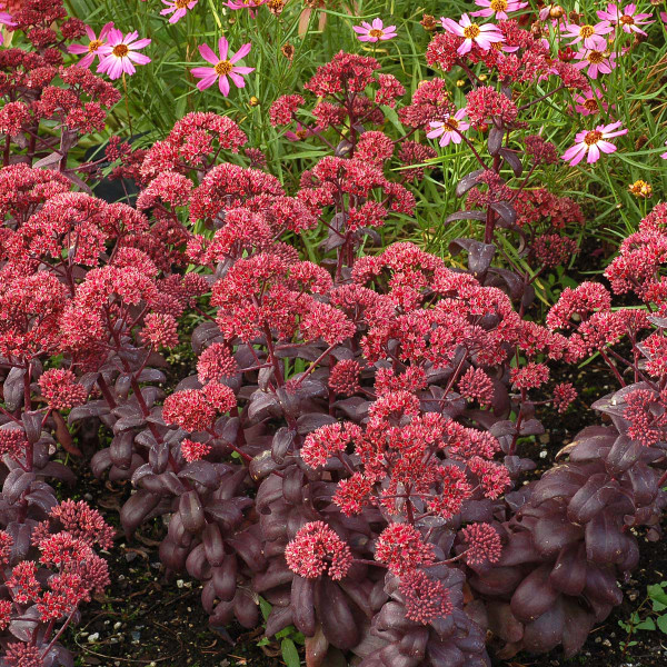 Sedum Desert Red