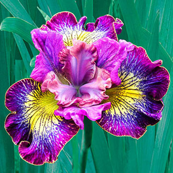 Iris Siberica How Audacious