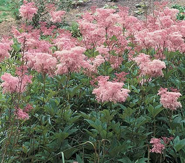 Filipendula Venusta