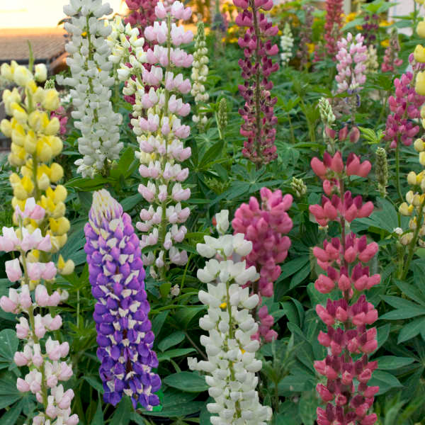 Lupine Gallery Mix