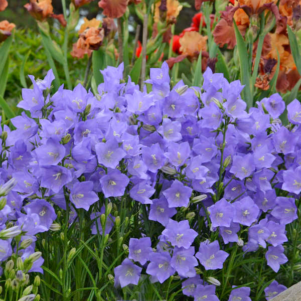 Campanula Takion Blue