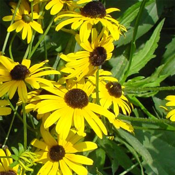 Rudbeckia Viette's Little Suzy