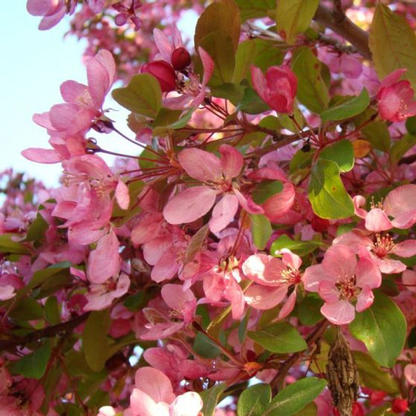 Crabapple Flowering Pink Spires