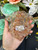 Golden Healer & Moonstone Highland Cow Wall Hanging