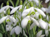 Single Snowdrops for Sale | Early Spring Bulbs Online