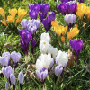 Crocus Bulbs for sale | Early Spring-Flowering Bulbs Online