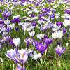 Crocus Bulbs for sale | Early Spring-Flowering Bulbs Online