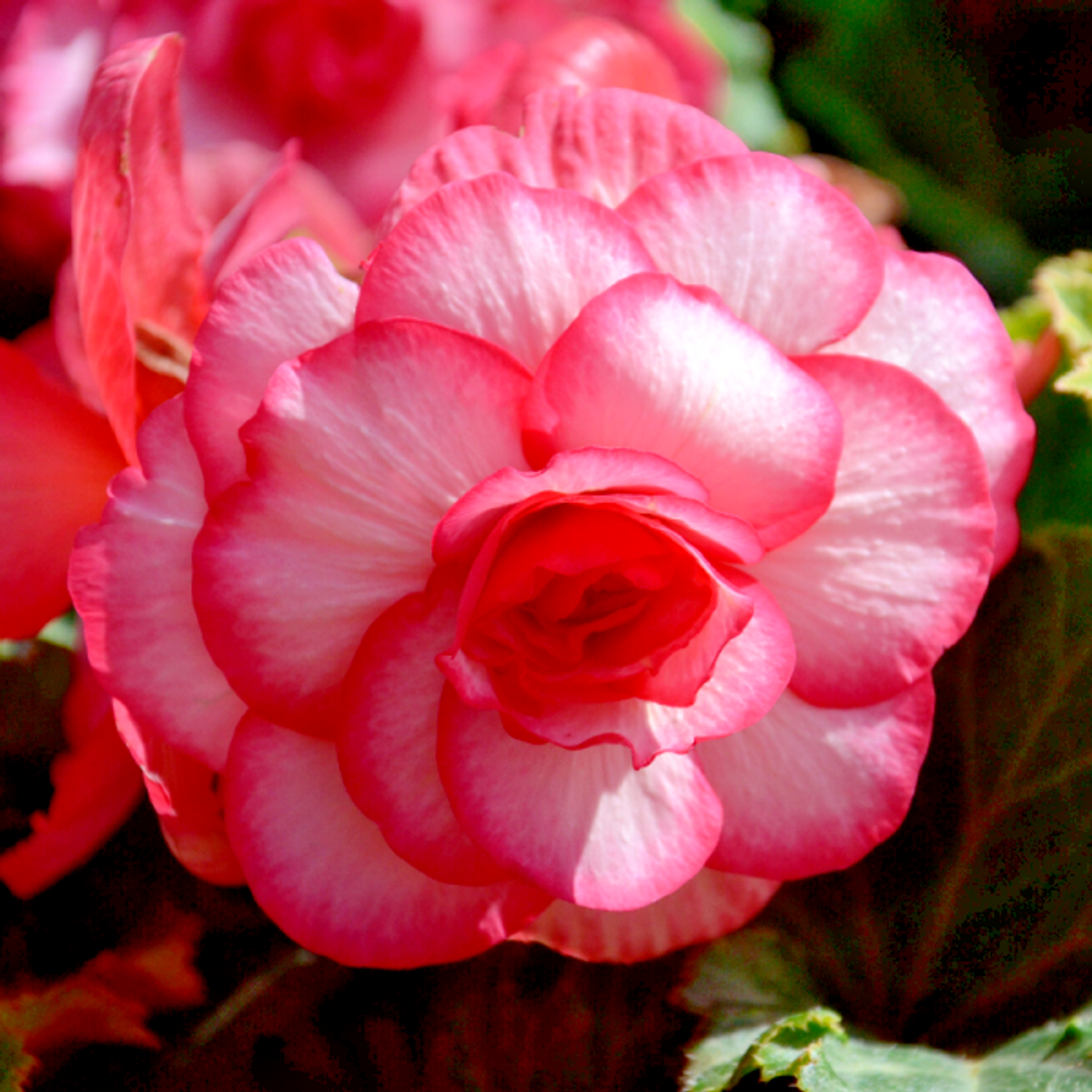 Begonia bouton de rose corms/tubers/bulbs beautiful summer flower,