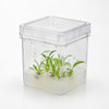 Plant Tissue Culture Box, 4.75 x 4.75 x 4.75 in., Autoclavable by MTC Bio, 10/Pack | Cat # B3120